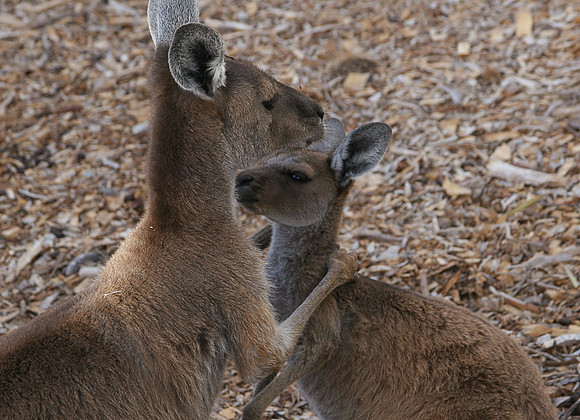 Mother and Joey, Eneabba