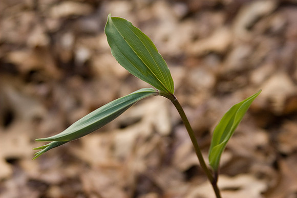 False Solomon's Seal