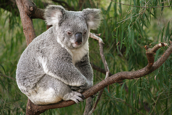 Perth Zoo