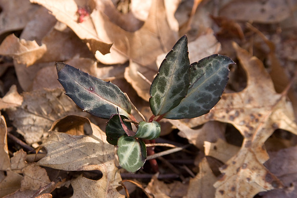 Spotted Wintergreen