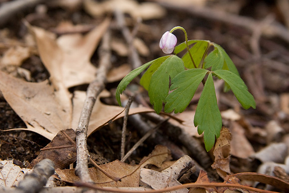 Wood Anemone