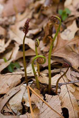 Sensitive Fern fronds