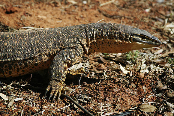 Goanna, Laverton