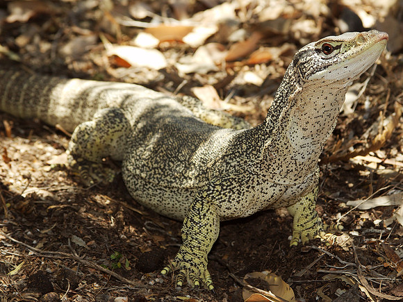 Goanna, Eneabba