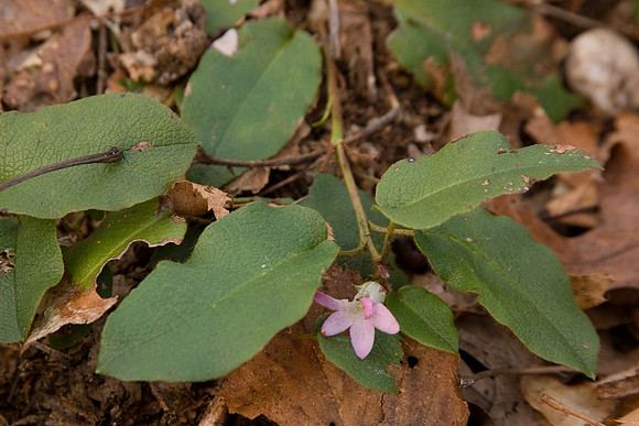 Trailing Arbutus