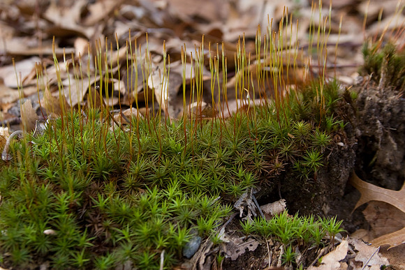 Random Bryophyte