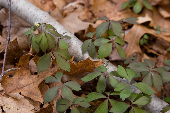 Wood Anemone