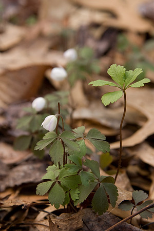 Wood Anemone