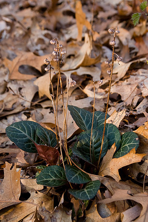 American Wintergreen