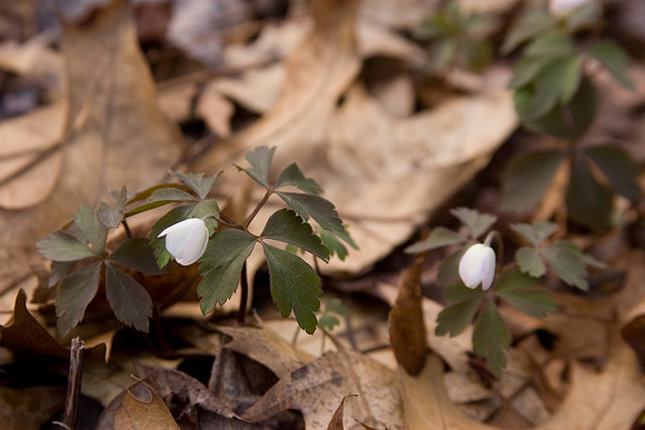 Wood Anemone