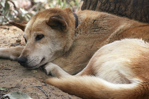 Caversham Wildlife Park: Dingo