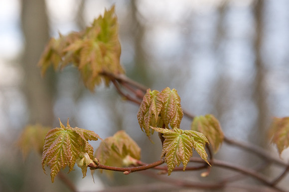 Red Maple