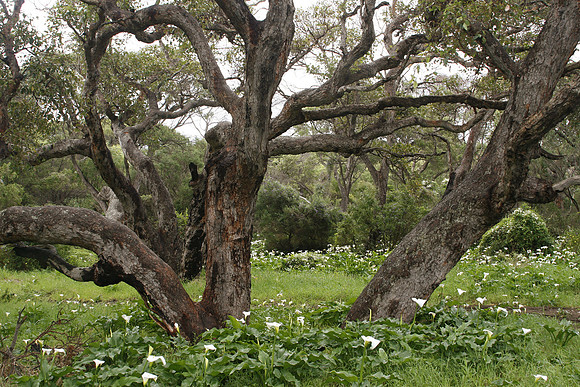 Margaret River