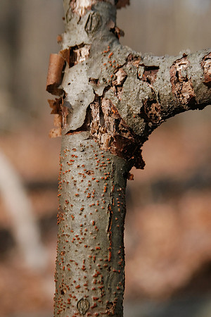 American Chestnut