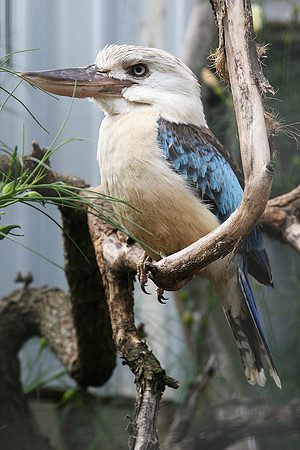 Caversham Wildlife Park: Kookaburra