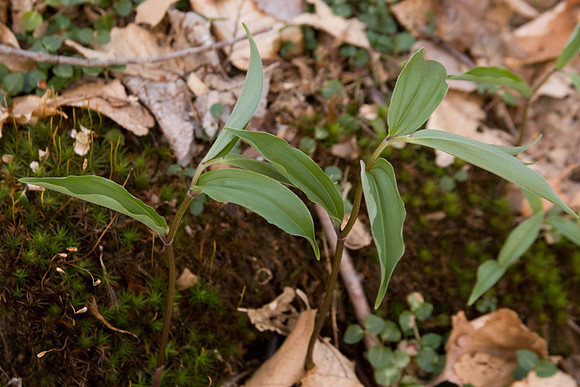 False Solomon's Seal