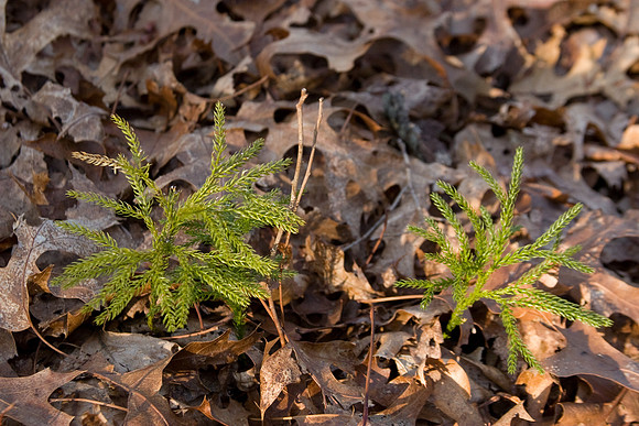 Ground Pine (Lycopodium)