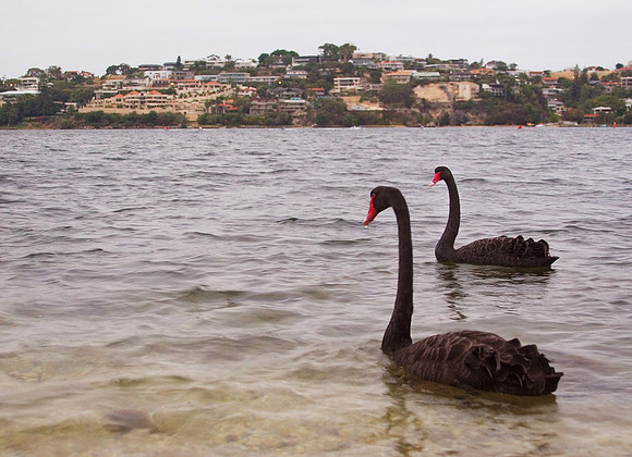 Black Swans on Swan River