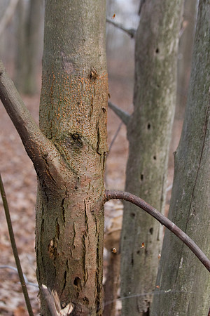 American Chestnut