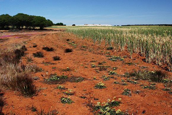 Farmland, Beacon