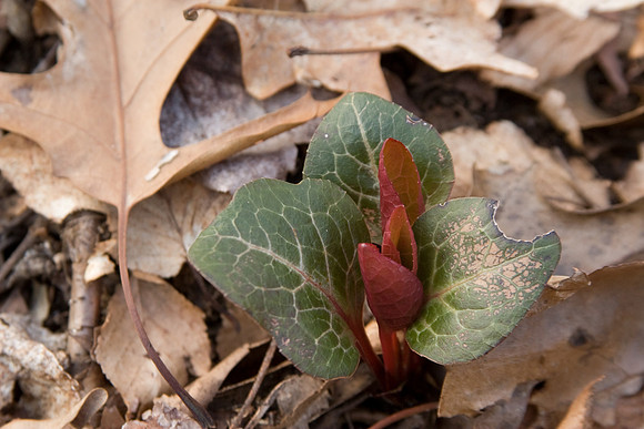 American Wintergreen