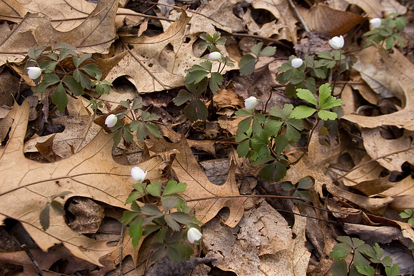 Wood Anemone