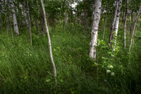 Cedar Creek Scenery